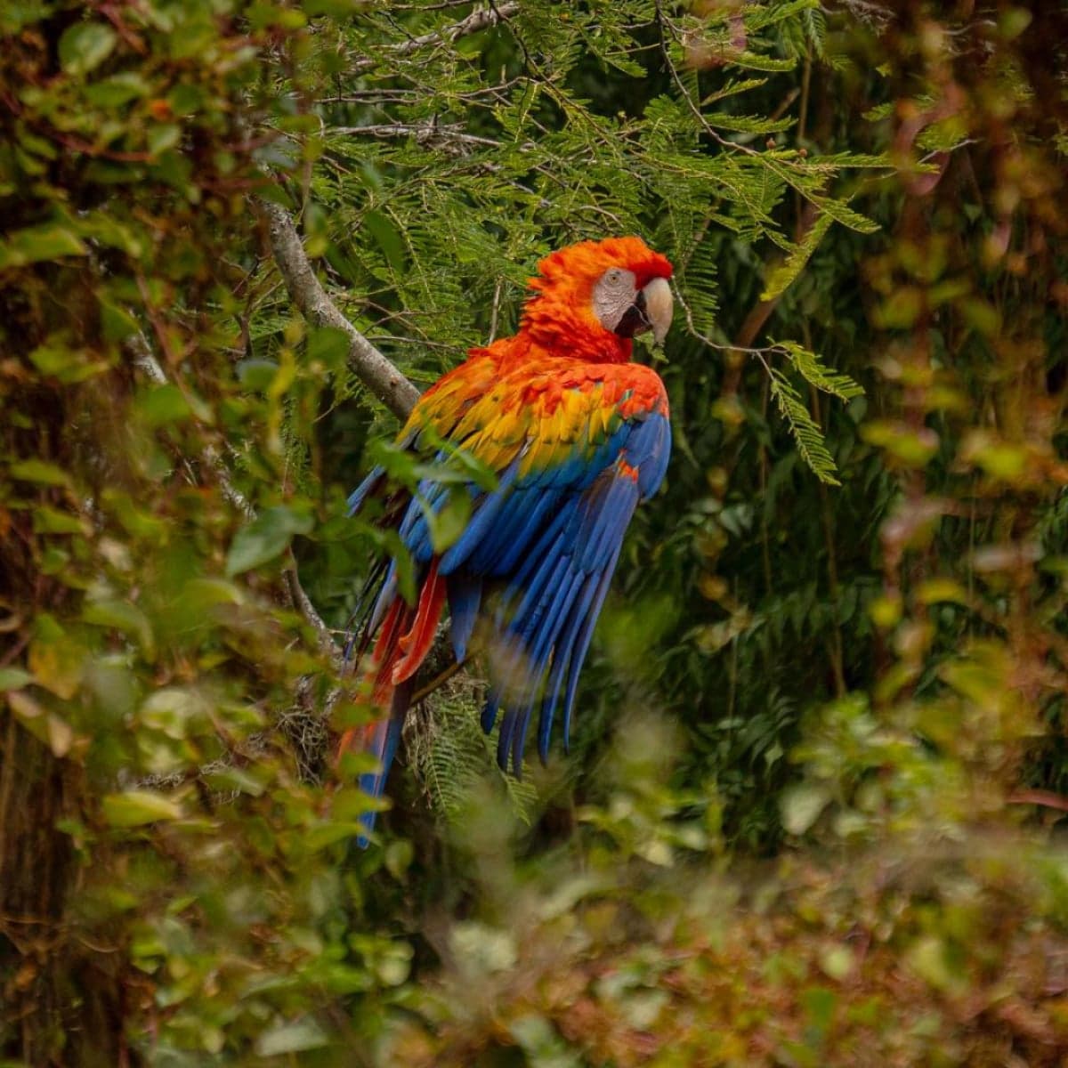 Decoración de fondo de un animal del Quito Zoo