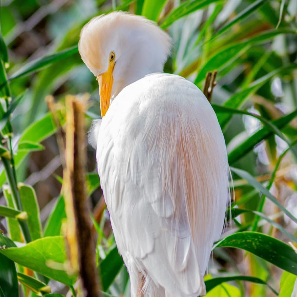 Decoración de fondo de un animal del Quito Zoo