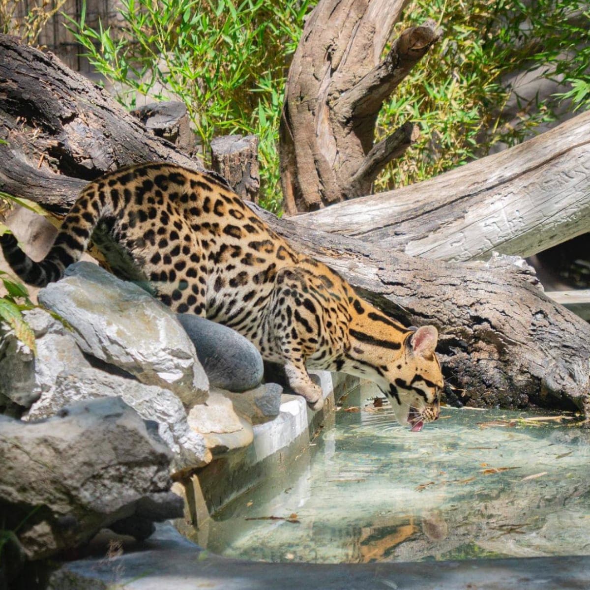 Decoración de fondo de un animal del Quito Zoo