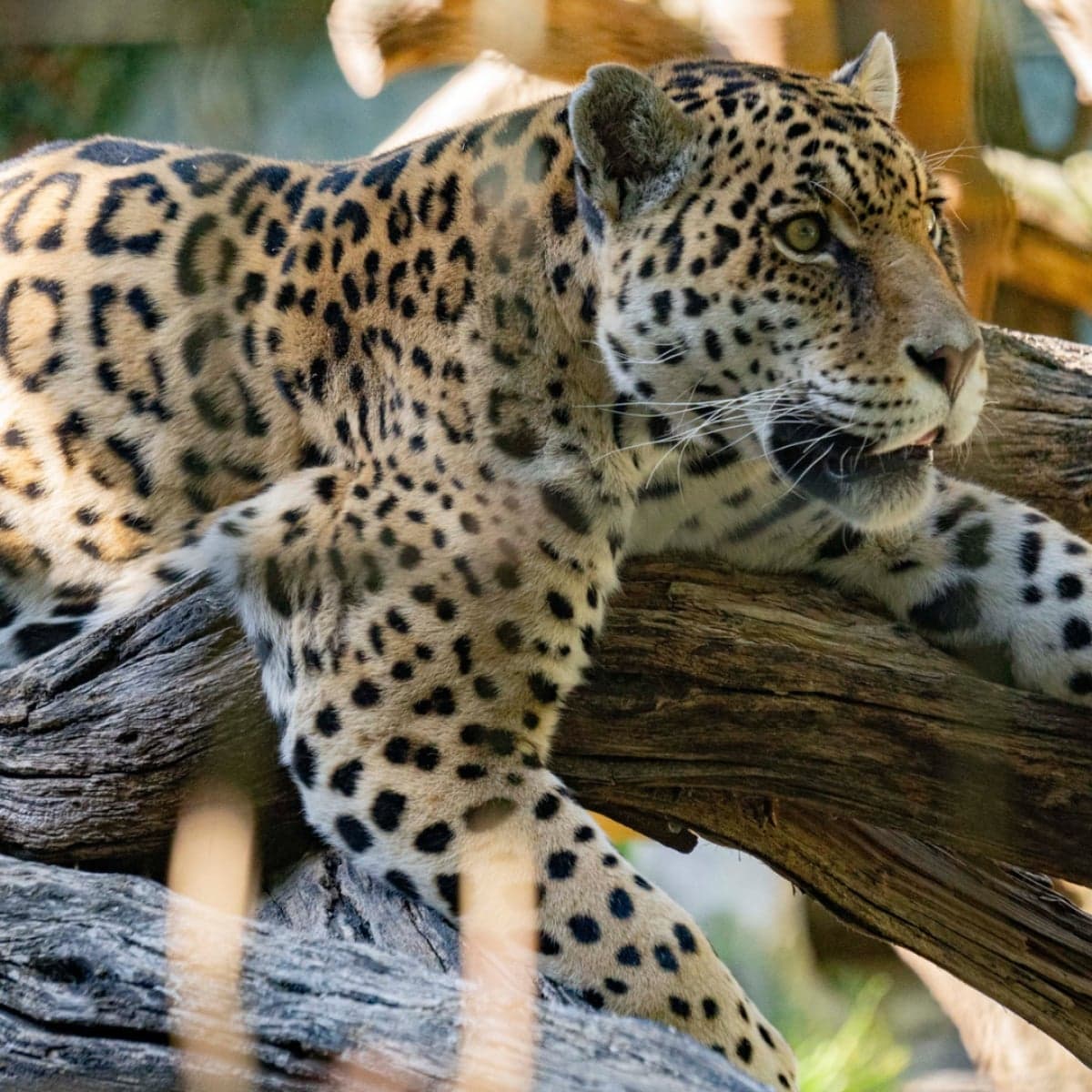 Decoración de fondo de un animal del Quito Zoo