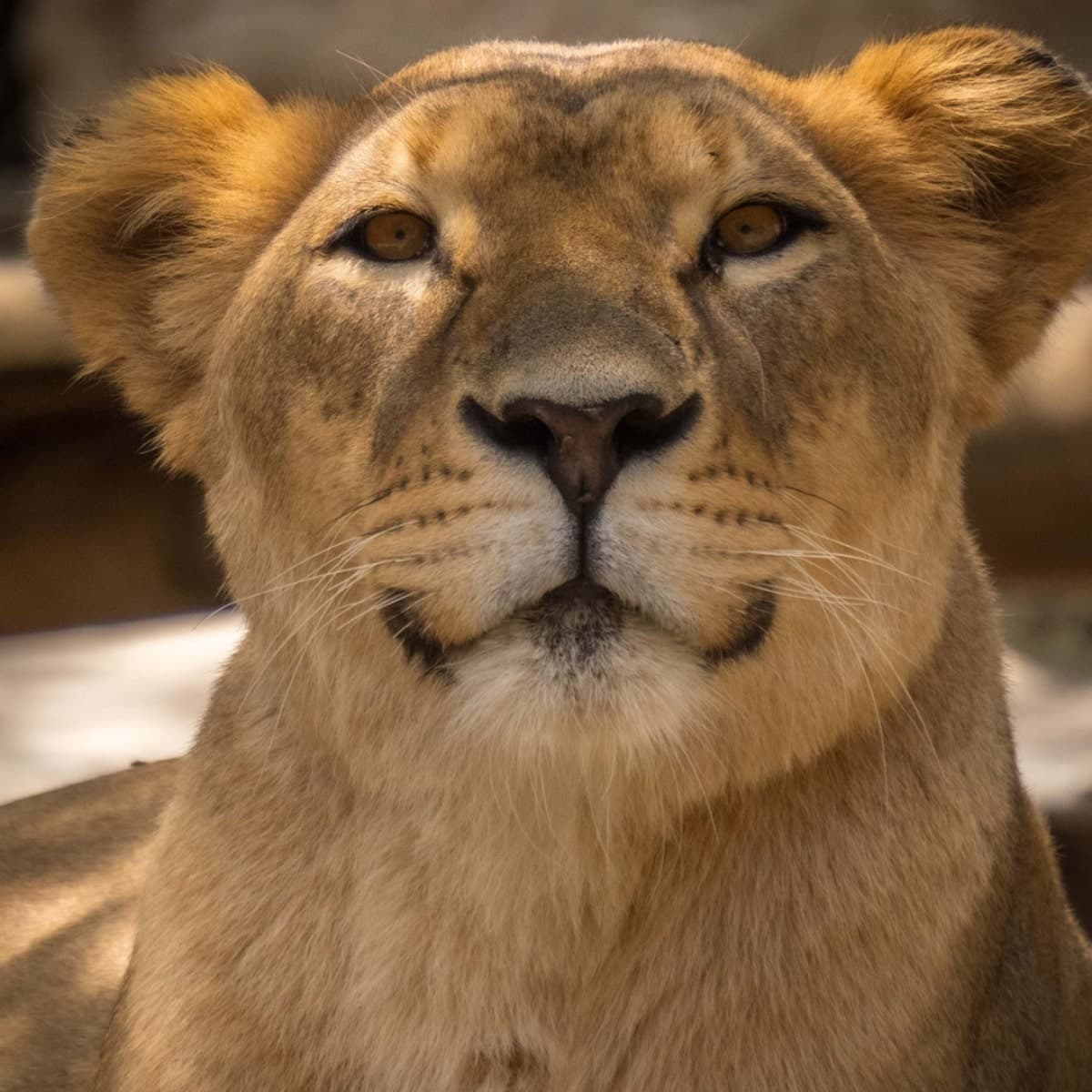 Decoración de fondo de un animal del Quito Zoo