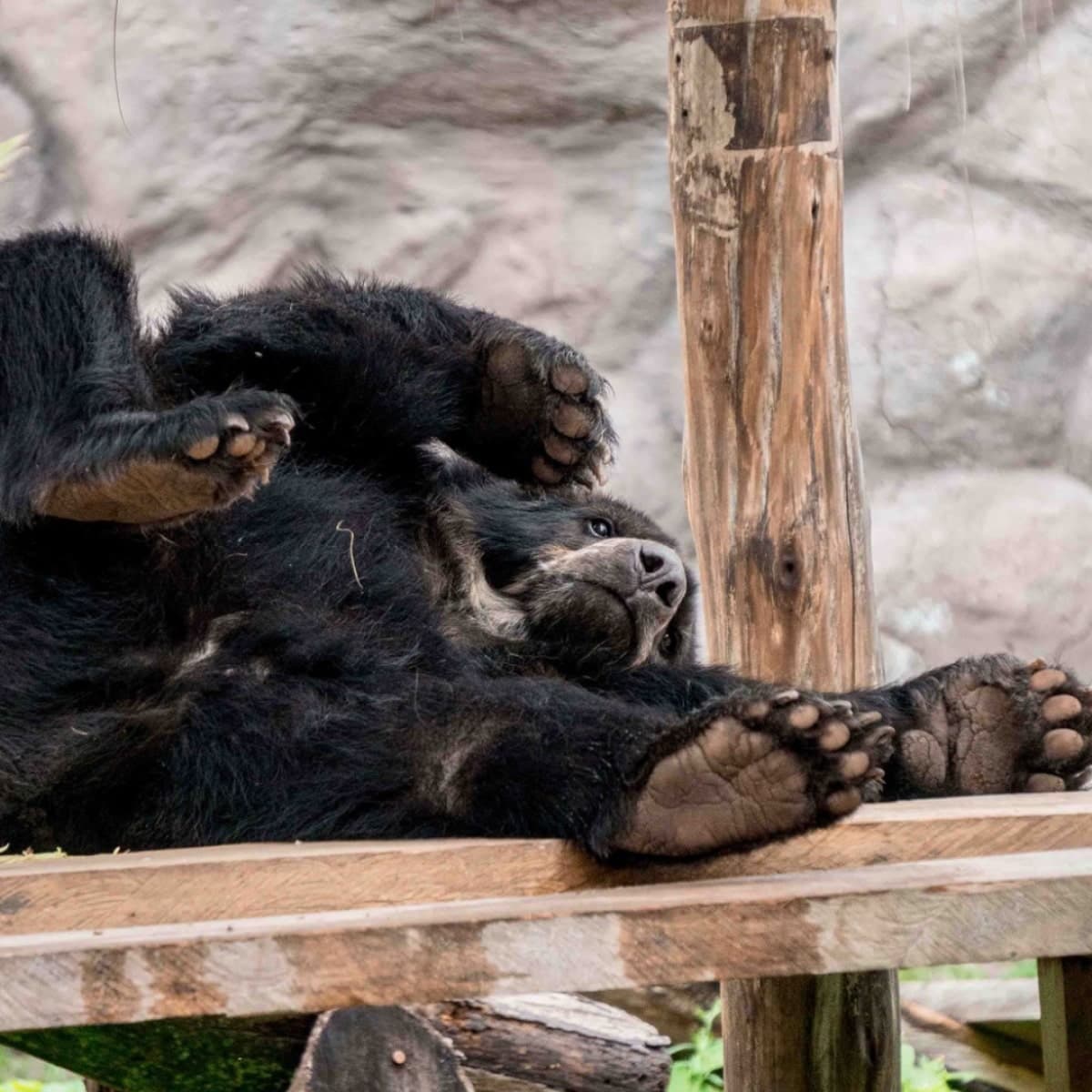 Decoración de fondo de un animal del Quito Zoo