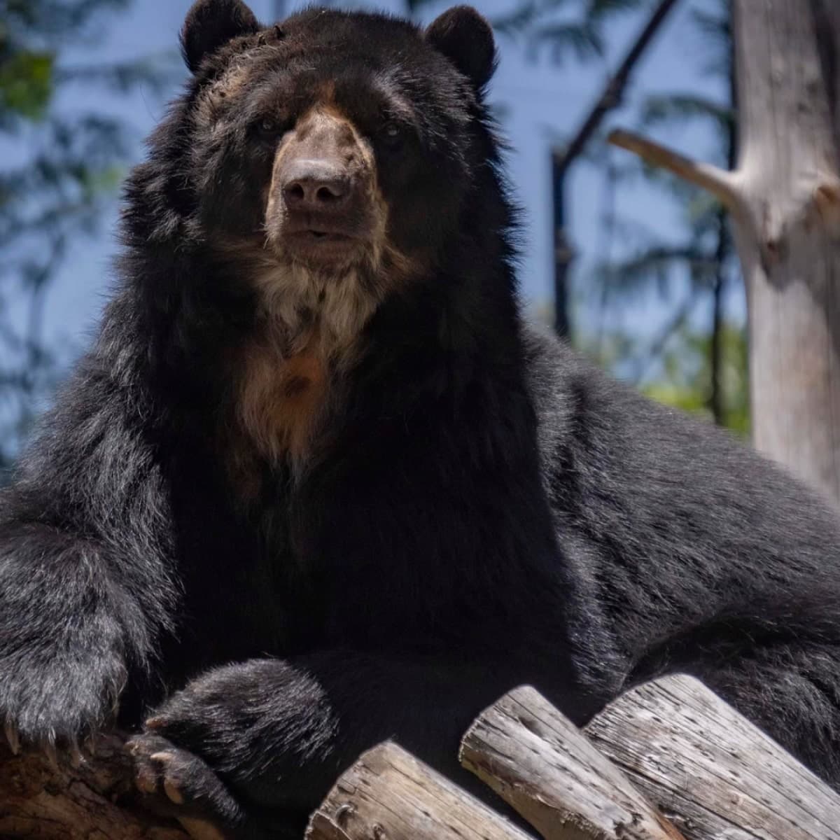 Decoración de fondo de un animal del Quito Zoo