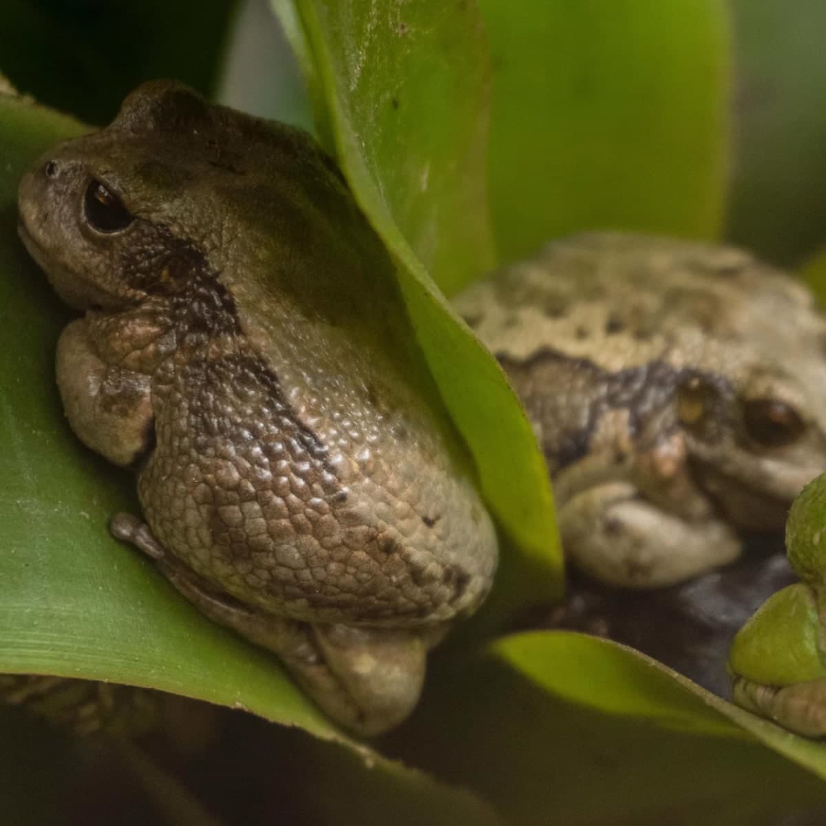 Decoración de fondo de un animal del Quito Zoo